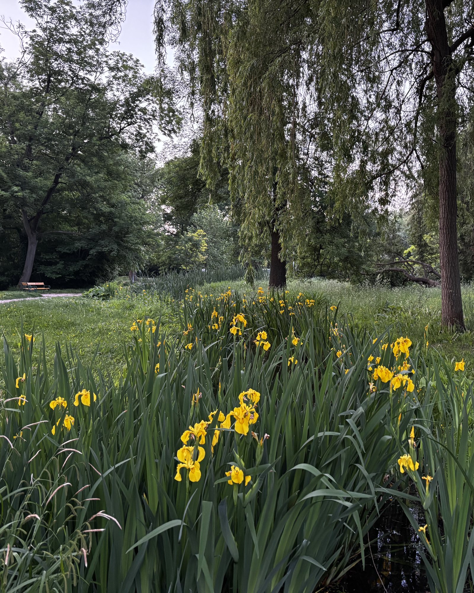 Daffodils lining a stream. Daffodils lining a stream, a park bench beside a path, a fallen tree, reflections of the sky in the water