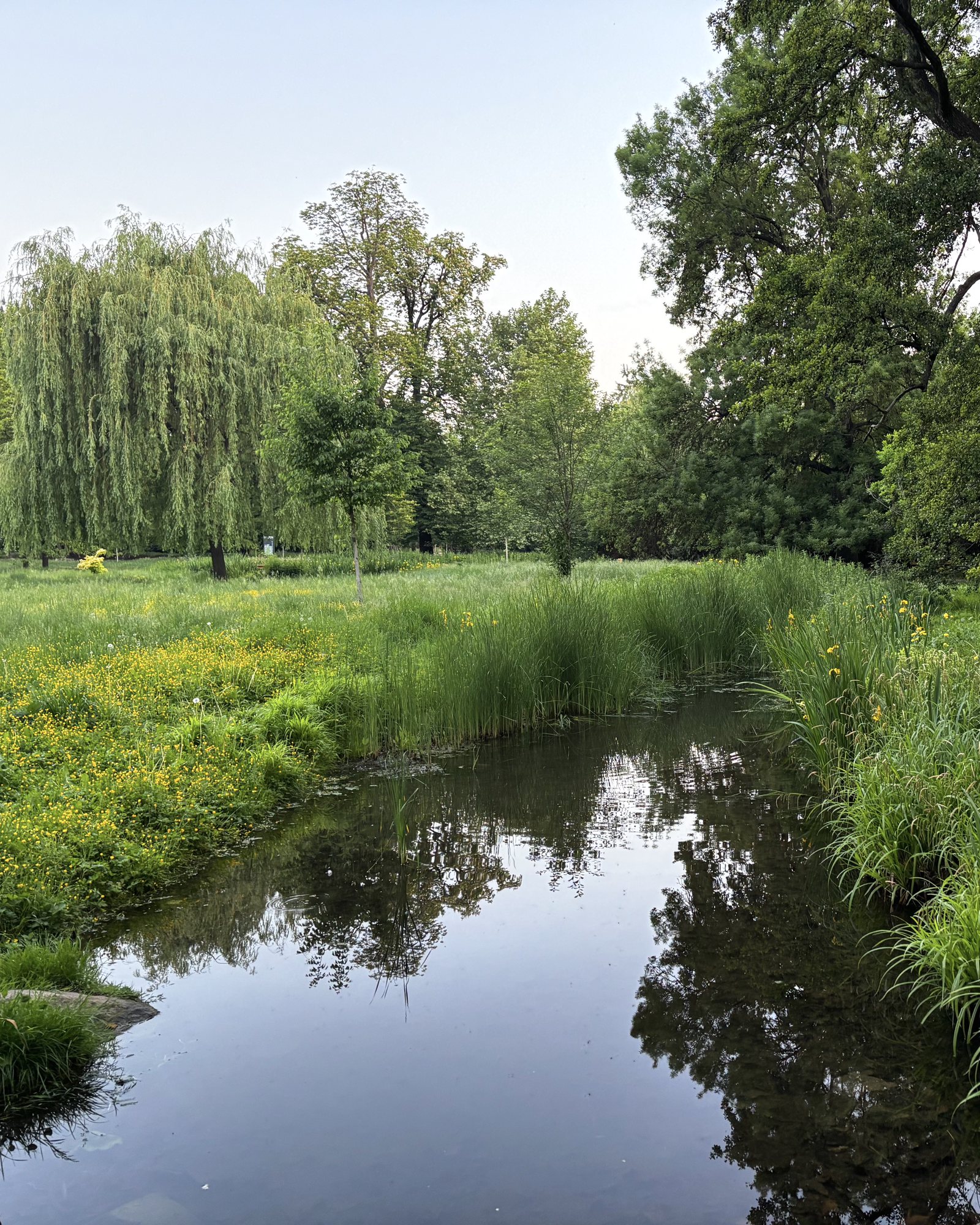 A stream of reflections. Reflections of the sky and trees in the water, yellow flowers, a willow tree among others.