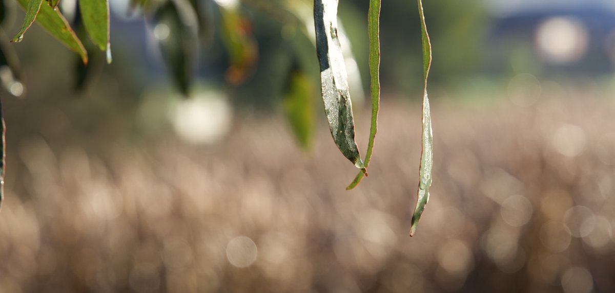 Morning's bokeh