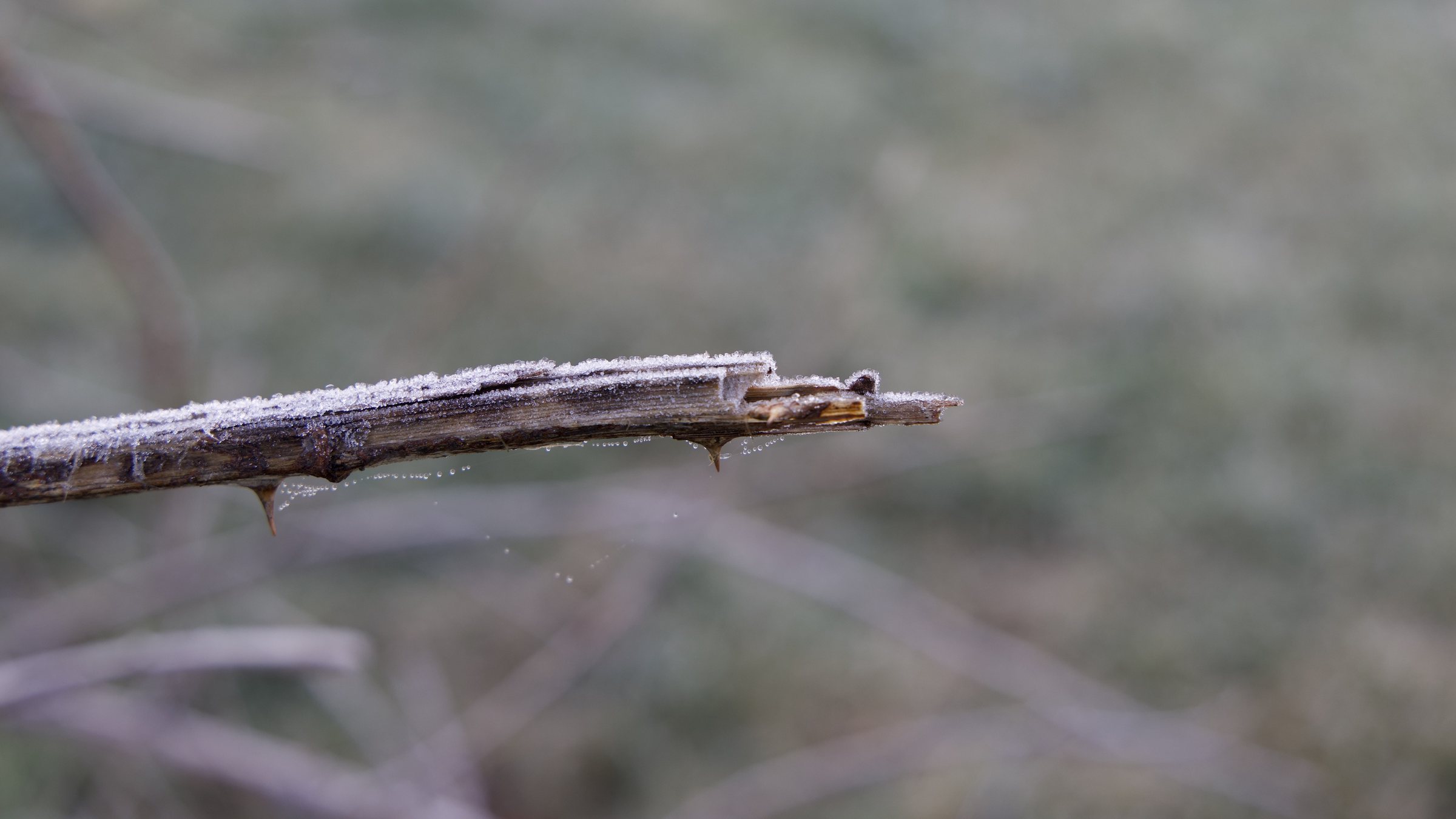 Broken stem