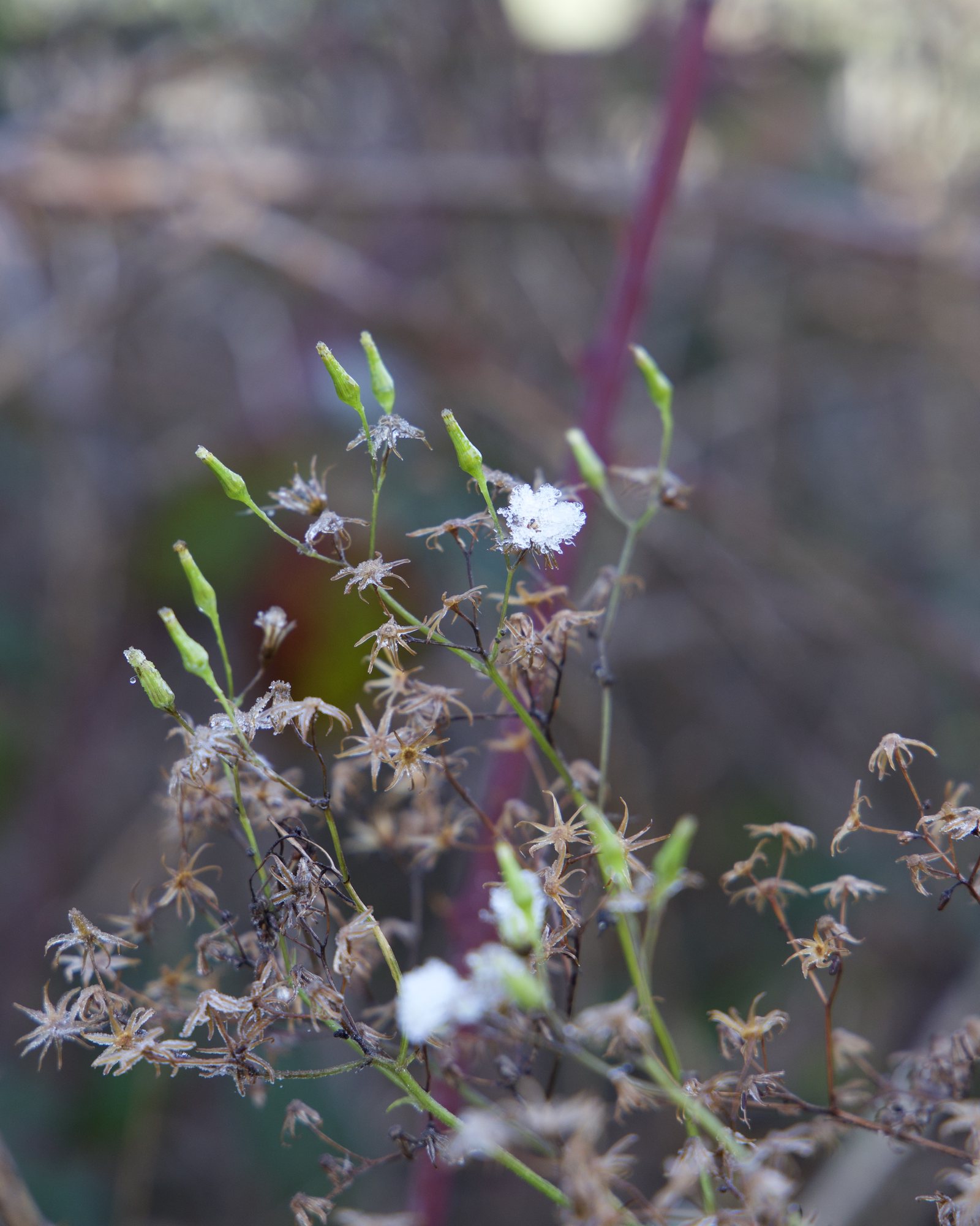 New growth