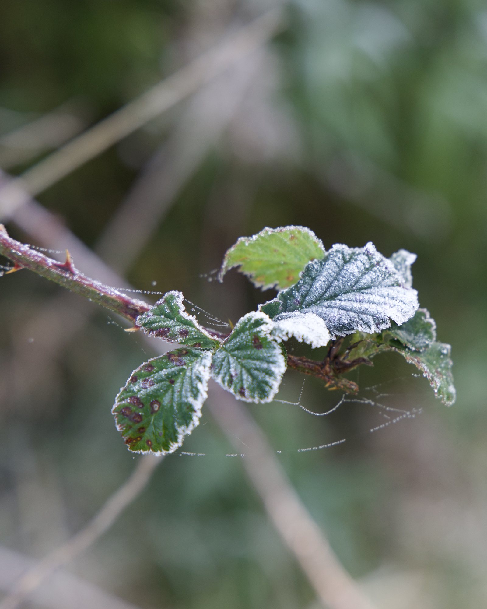 Blackberry bush 1