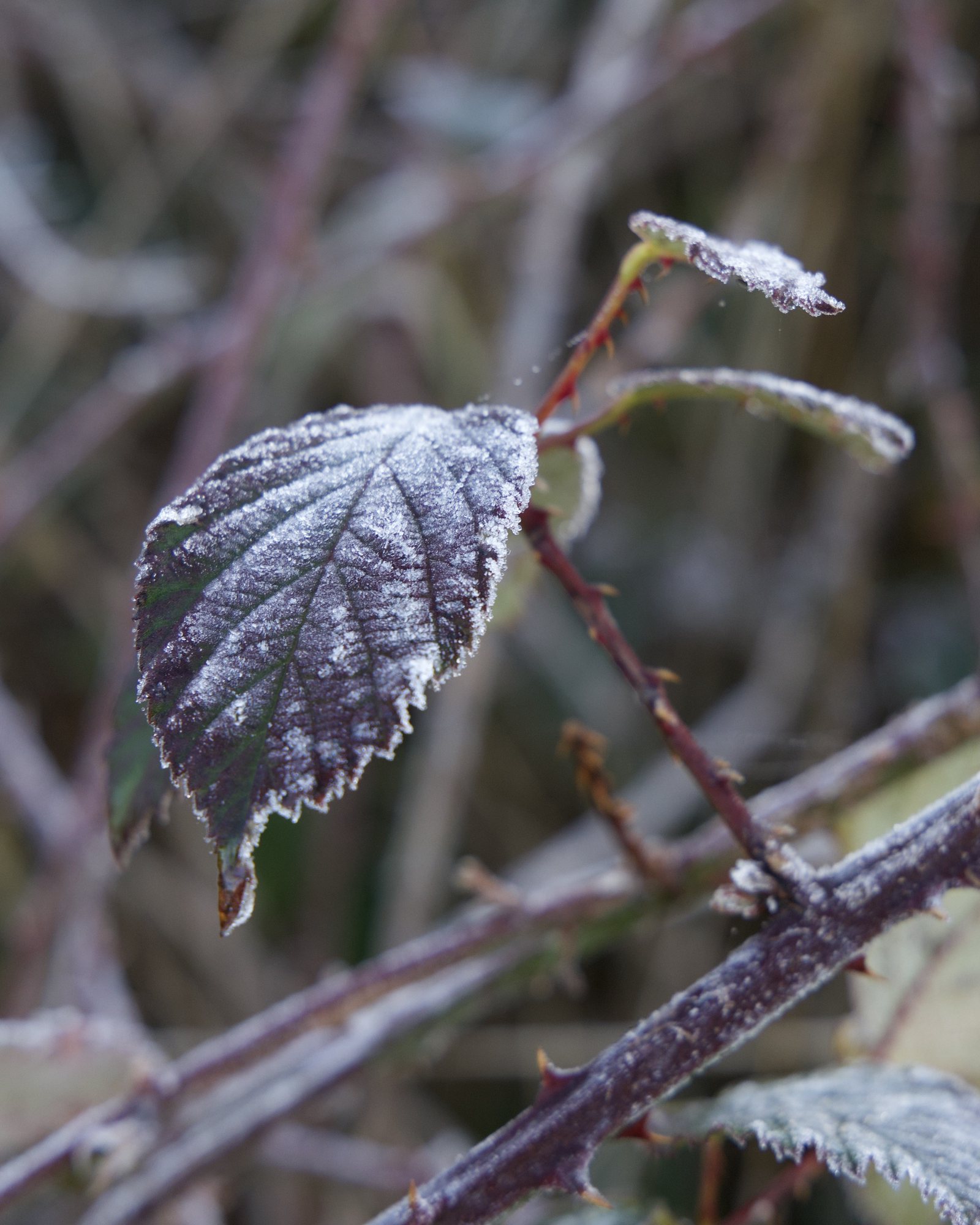 Blackberry bush 2