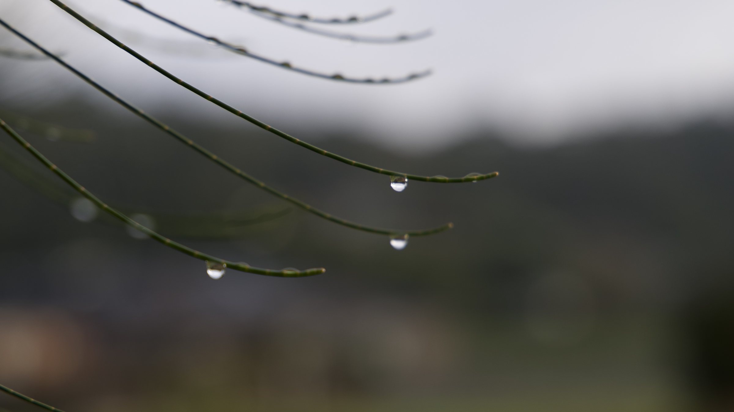 Drops in a narrow field
