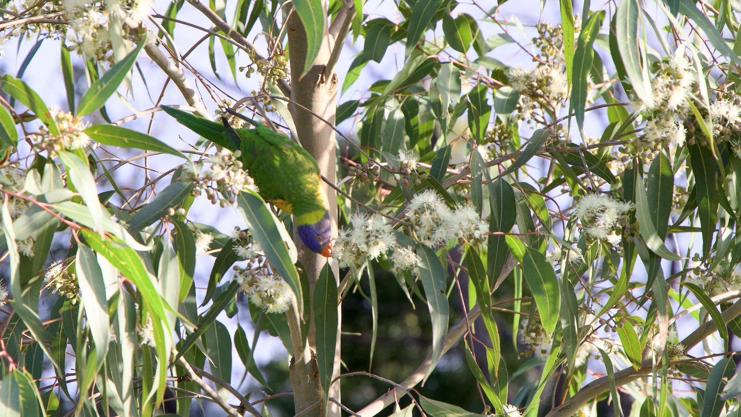 Gums flower in sequence, birds come to hang out and feed