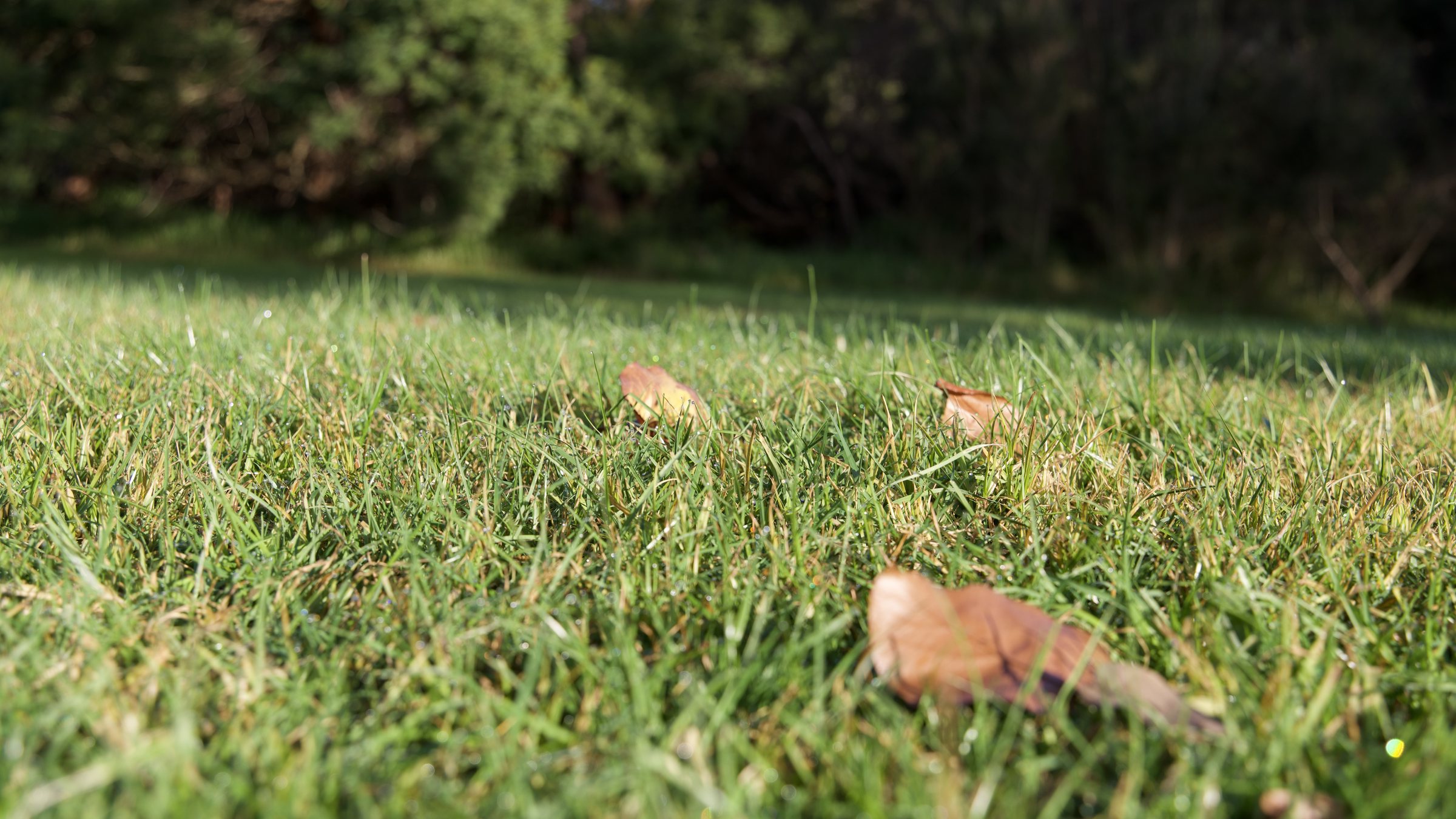 Leaf litter
