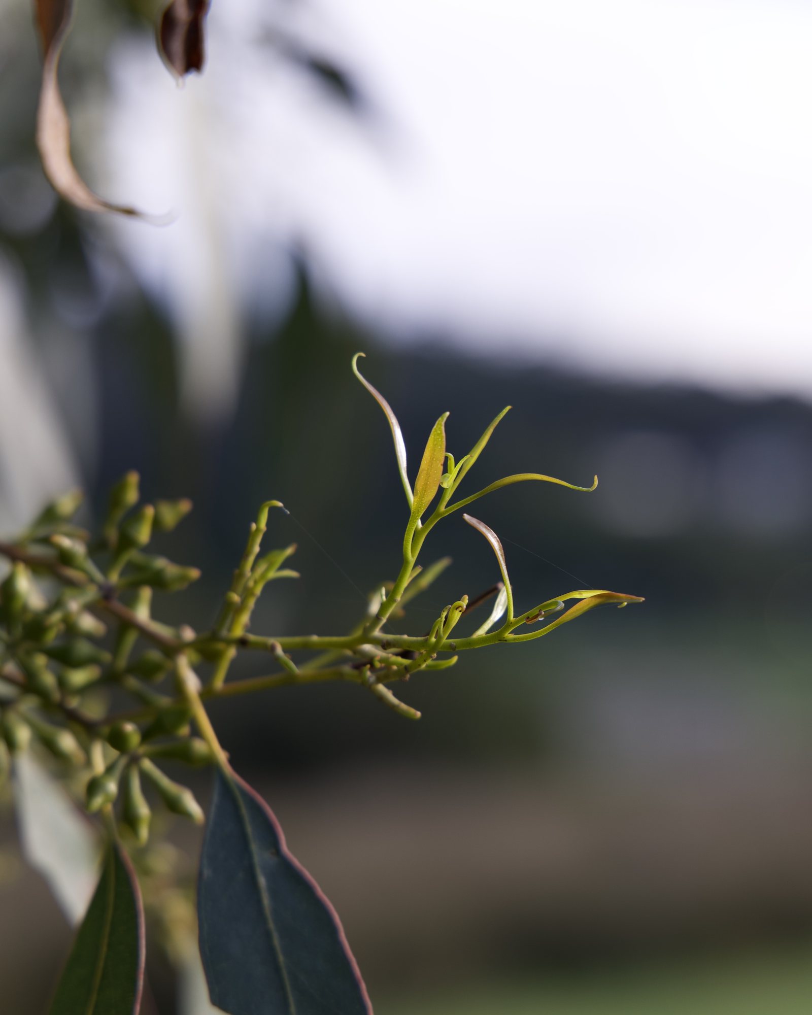New Leaves