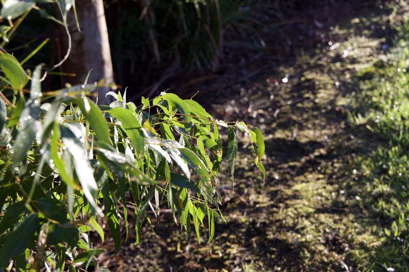Illuminated leaves