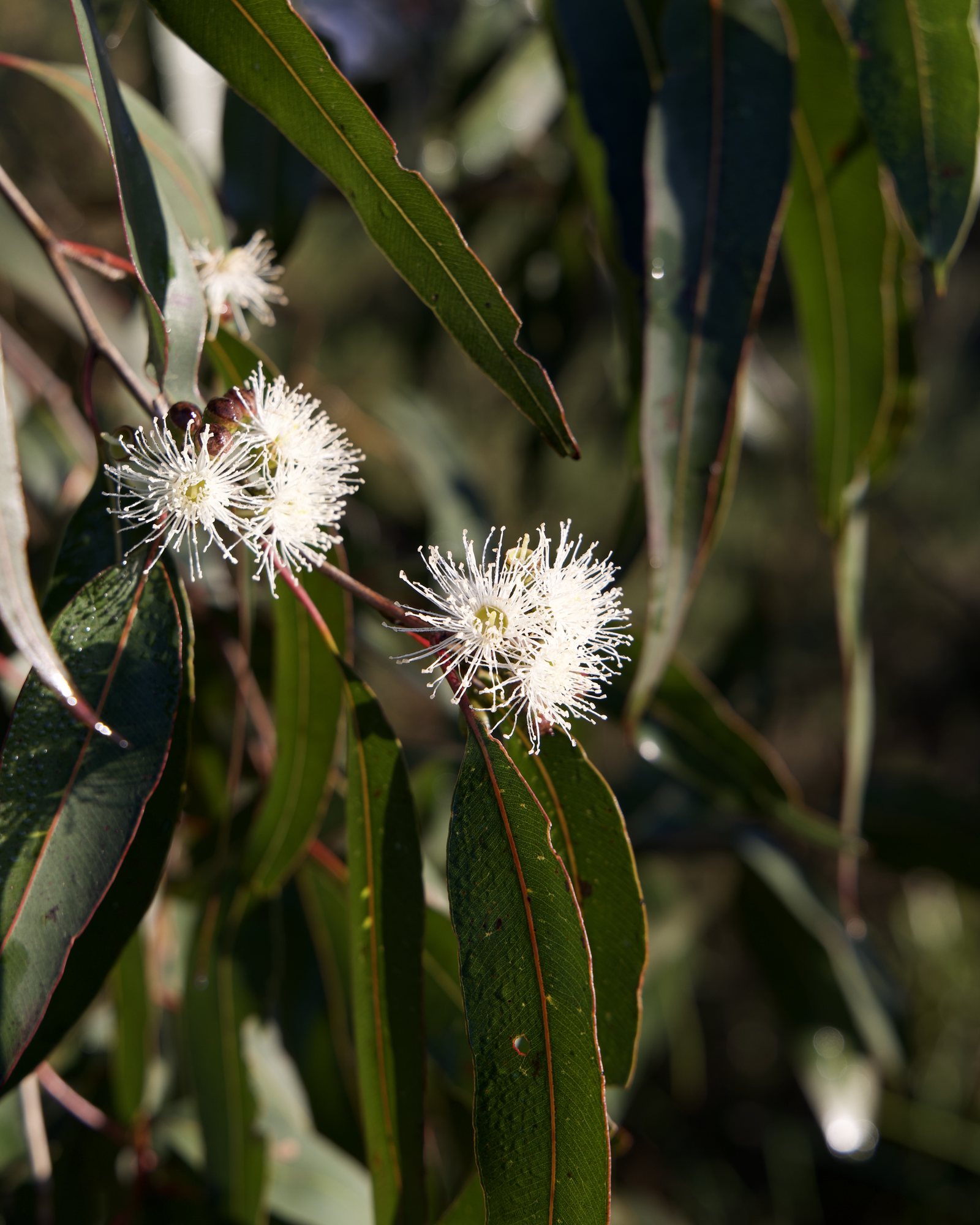 Flowing gums
