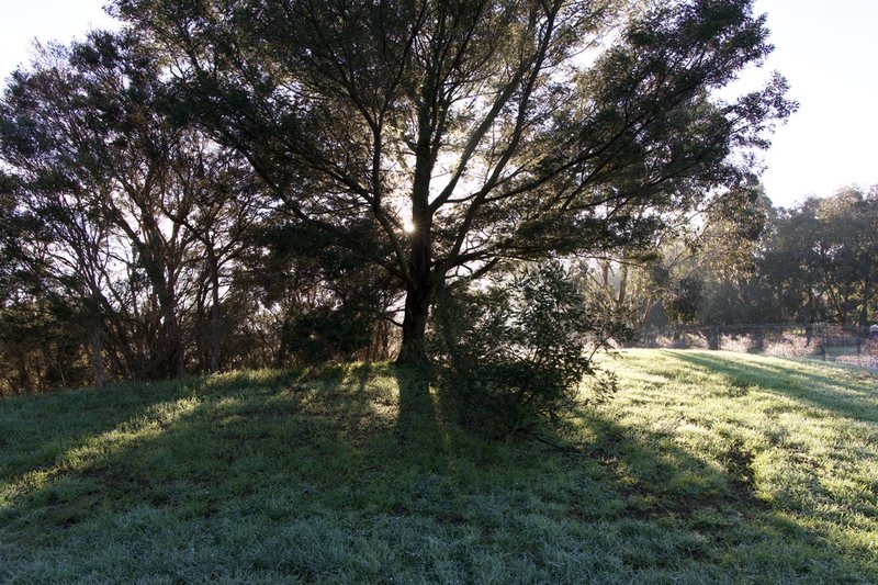 The sun lights the frosty grass