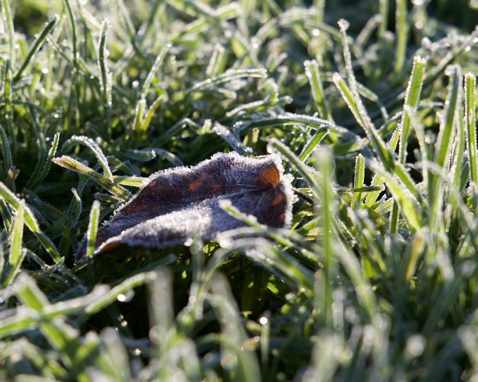 An old leaf