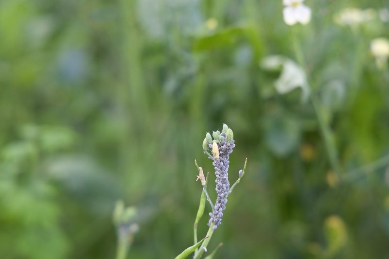 Budding