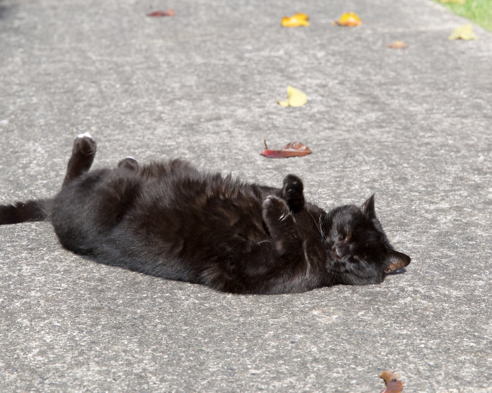 Estate cat, bites first asks questions later!