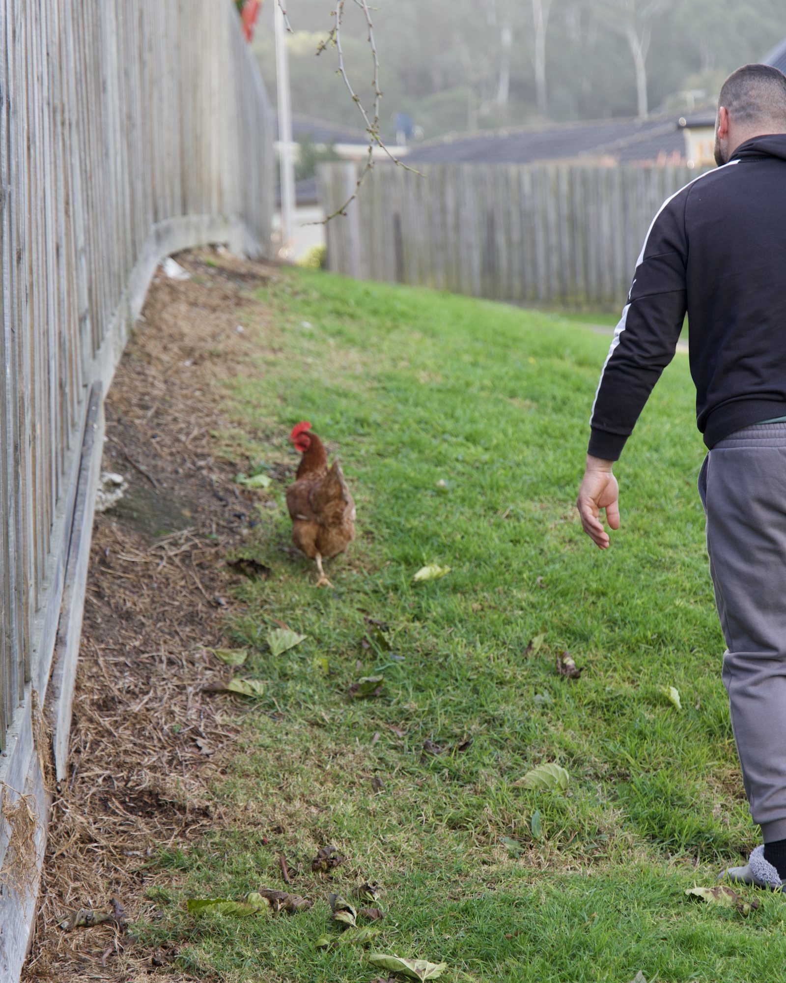 Overly casual brown hen