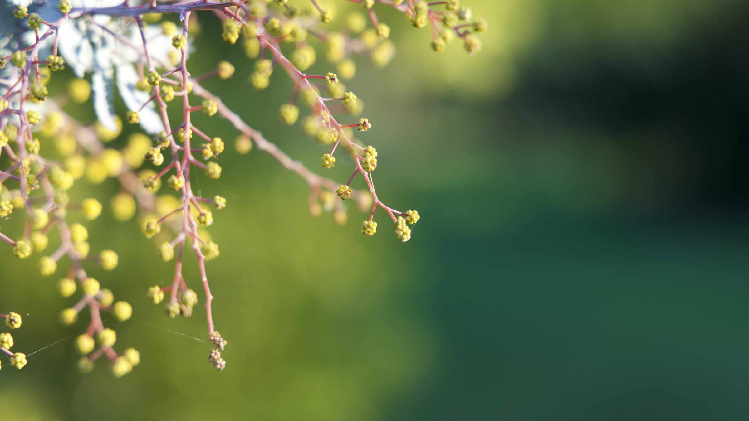 Cluster of flower buds