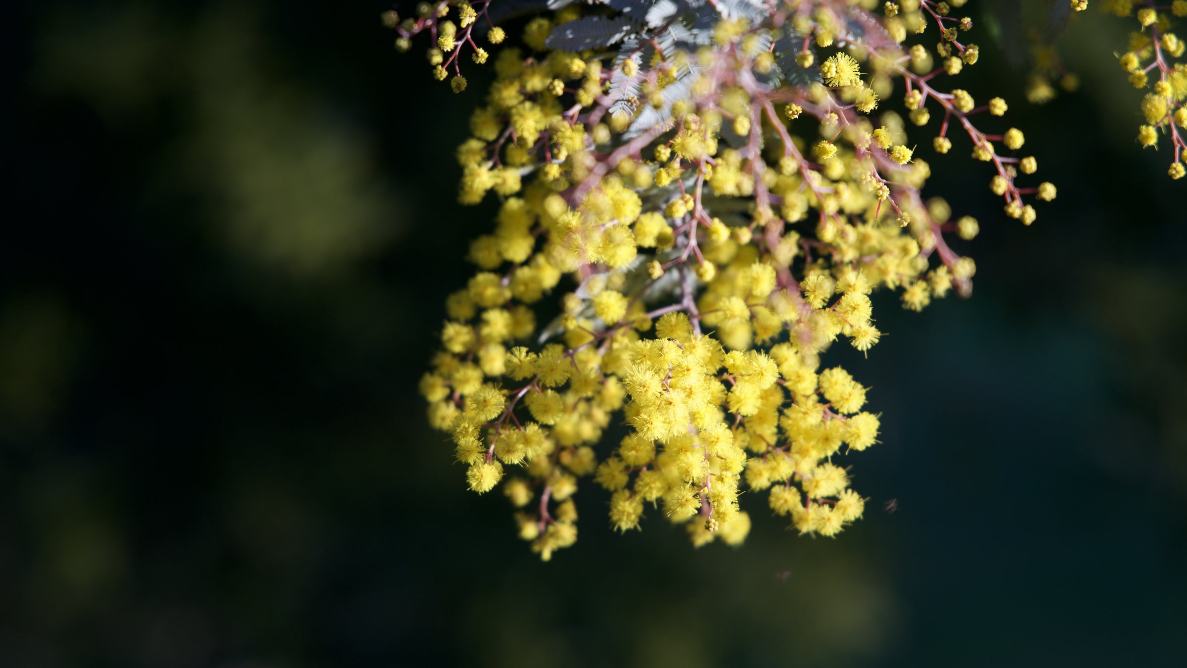 Golden Wattle Flower