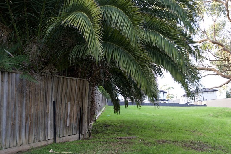 A collection of palms