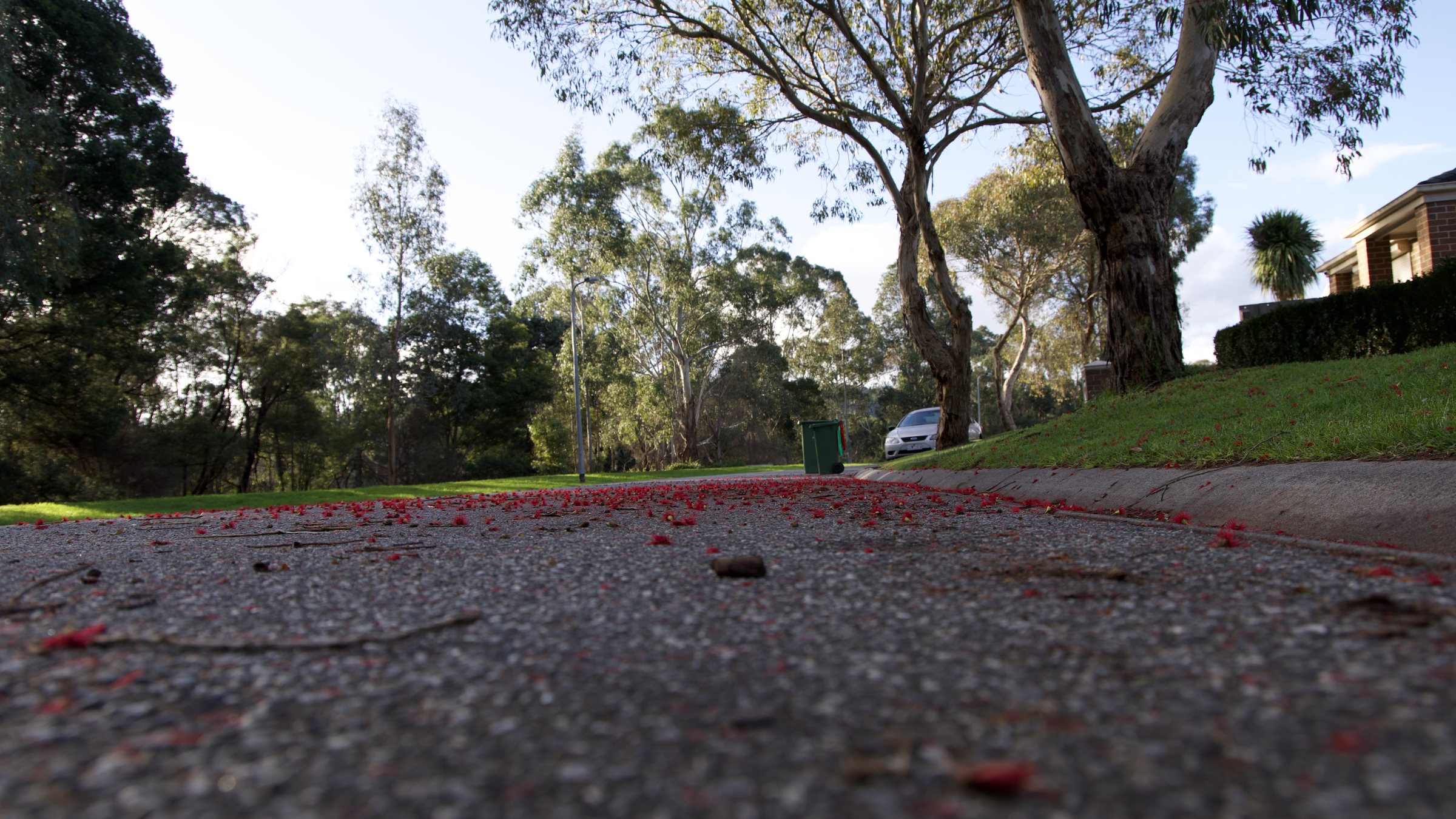 Fallen flowers