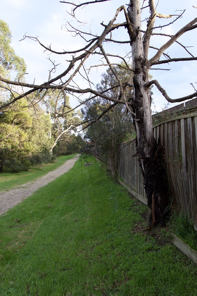 Wattle trees spread, they grow like crazy and suddenly die