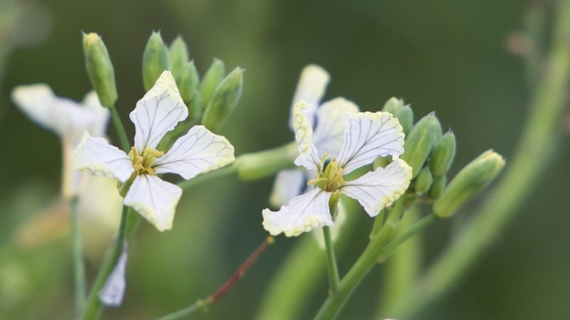Flowers grow on a vacant lot