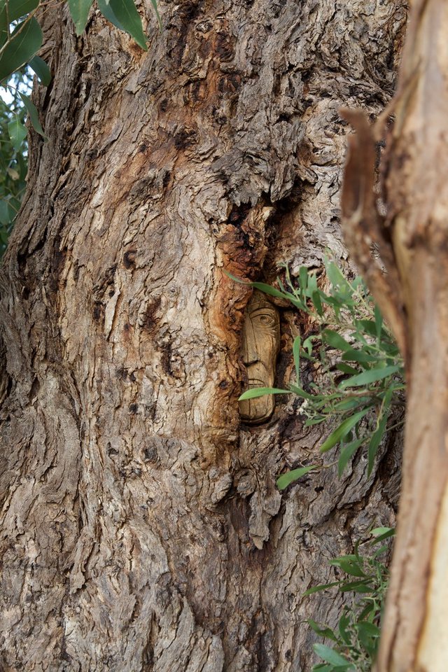 Face of the tree