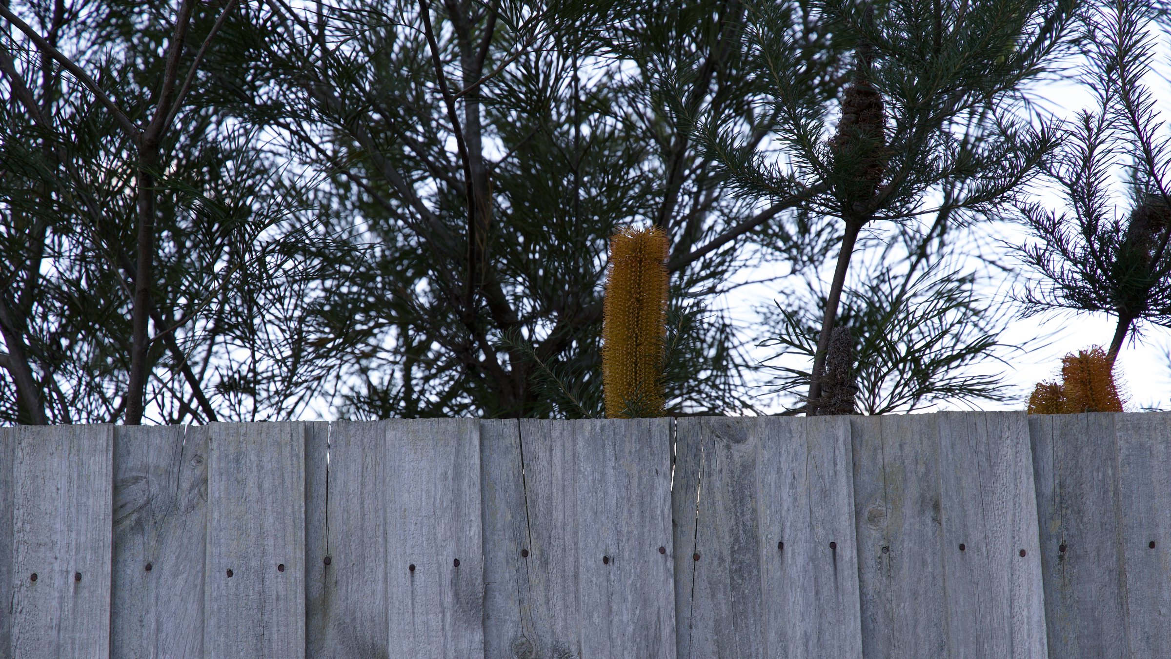 Banksia