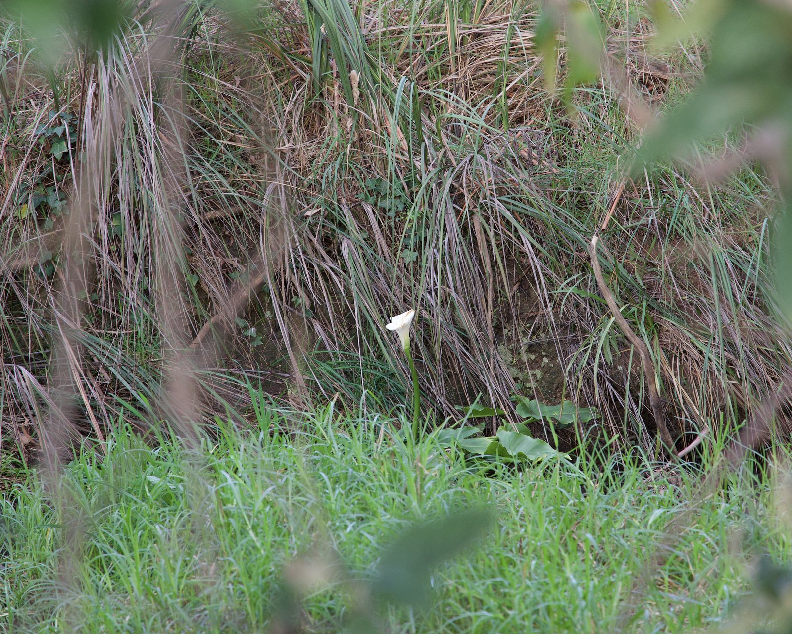 Invasive plants enter the waterways and slowly spread through the entire system