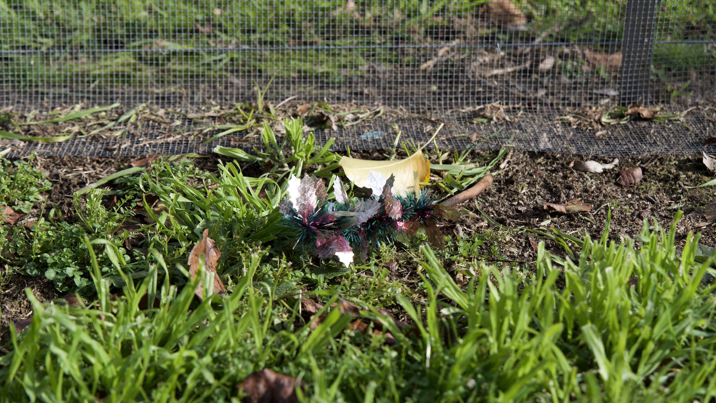 Leaf & Litter