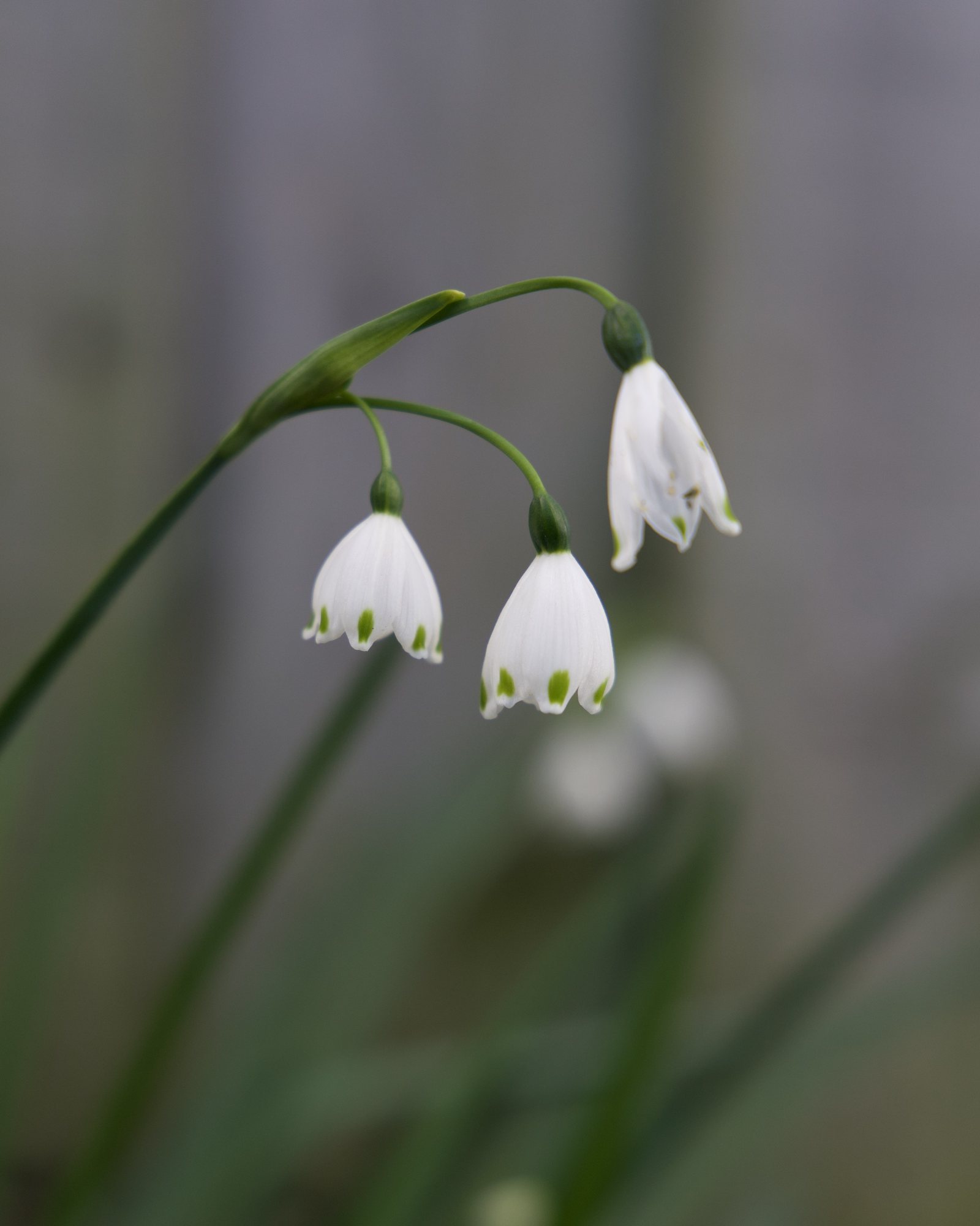 Snow drops