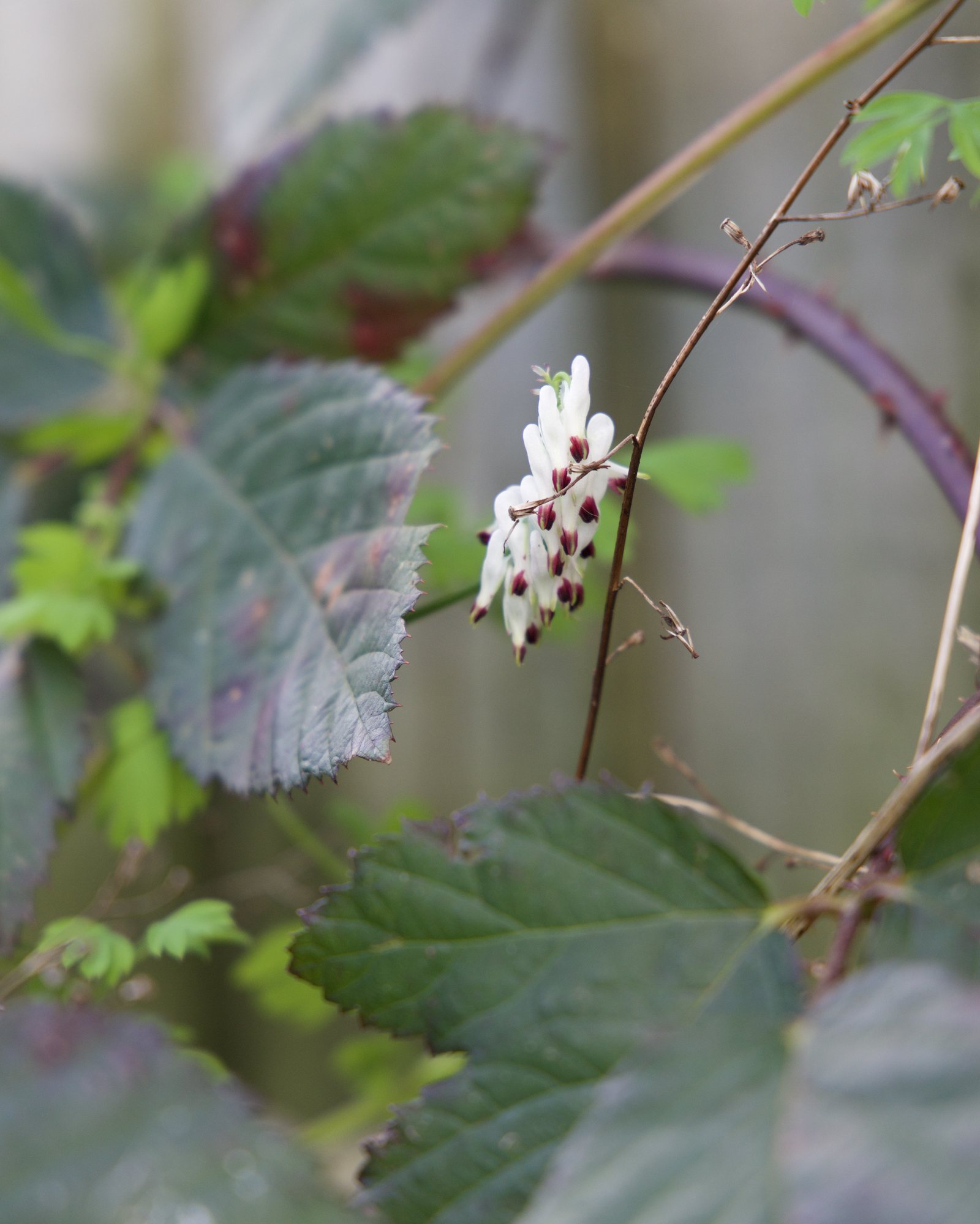 Flowers and thorns