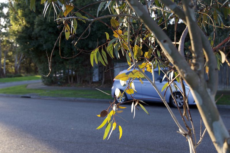 Late afternoon rays illuminate a street tree